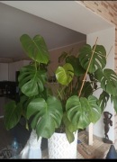 Sprzedam Dużą Monsterę 