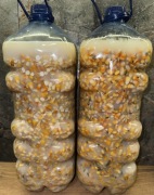 kukurydza fermentowana (kiszona)cena za 1kg-5 zł