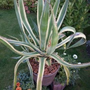 Agawa - Variegata: biało - zielona 