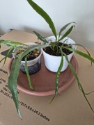 Aglaomorpha paproć kwiaty domowe 