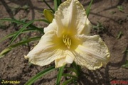 Hemerocallis / Liliowiec: Jutrzenka