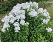 Floks wiechowaty biały 