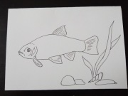 Kartka z życzeniami dla wędkarza. Ryba - lin.