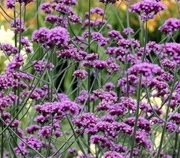 Werbena patagońska sadzonki