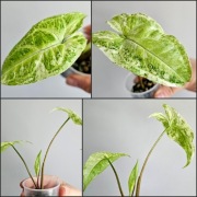 Syngonium kolekcjonerskie Batik Variegata w hydroponice  nr1
