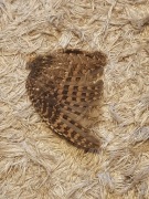 Skrzydło małego ptaka (słonka?) Spreparowane