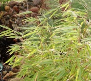 Bambus Fargesia Rufa