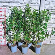 Borówka amerykańska BLUECROP 4 Letnia NAJLEPSZA