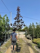 Klon pospolity / Acer platanoides 'Crimson King' / Obw.5-6cm