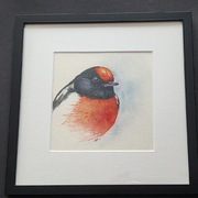 obraz akwarela "Skalinek czerwonoczelny"