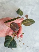 Philodendron melanochrysum