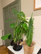 Zielone rośliny monstera kaktus