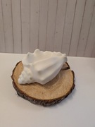 Muszla na biżuterię 