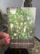 Davidia , drzewo chusteczkowe , drzewo duchów