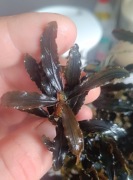 Bucephalandra Brown Green Wawy  piękna sadzonka