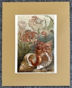 Chromolitografia Grafika skorupiaki kraby muszle Meyers XIXw