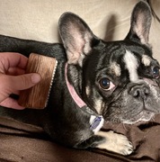 Groomer Dla psów  ręcznie robiony