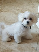 Śnieżnobiały maltanczyk 