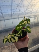 Barwinek większy Expoflora, P12