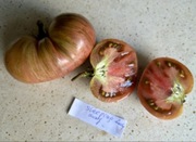 Pomidor Sleeping Lady dwarf, kolekcjonerskie nasiona