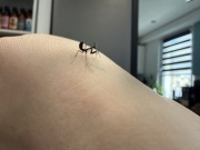 Modliszka Phyllocrania Paradoxa L1/L2