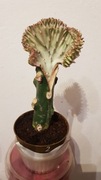 Kolekcjonerski Kaktus Grzebieniasty Euphorbia lactea (2)