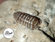 Armadillidium maculatum chocolate 10 szt isopody prosionki kulanki