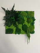 Obraz z mchu i roślin stabilizowanych