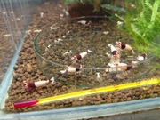 Krewetki mosura red 10szt