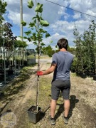 Liriodendron tulipifera, Tulipanowiec amerykański, obwód 6-8cm