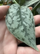 Scindapsus Silver Lady - pędówka