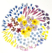 Suszone kwiaty do żywicy ponad 100 sztuk