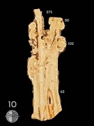 Robinia akacjowa, czeczota