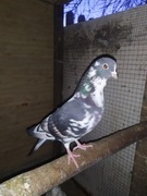 Gołębie Turkoty 2020 młode