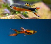 Gupiki Endlera dwie kolorowe odmiany 20szt wysyłka