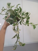 Epipremnum njoy n'joy