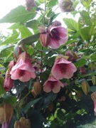 Abutilon (klonik) PINK CHARM