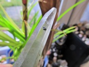 Kwarc z Chlorytem - super okaz