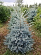 świerk srebrny  plantacja hurt