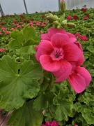 Pelargonia Caliope- Hot Rose