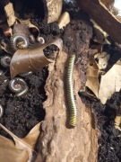 Krocionogi wije Anadenobolus monilicornis pszczółki