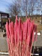 Tymotka  różowa naturalna trawa susz na palmy