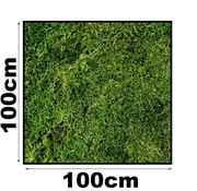 | MECH PŁASKI 1m2 | żywy naturalny dekoracyjny