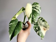 Monstera Thai Mutation piękne wybarwienie w hydroponice