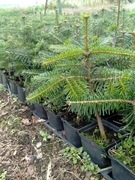 Sadzonki jodła kaukaska ambrolauri p9