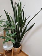 Sansevieria Zeylanica sansewieria piękna