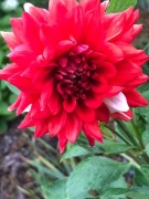 Karpy dalii w kolorze czerwonym 4 szt Nadwyżki