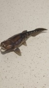 Figurka Dunkleosteus Dinozaur Safari Ryba Prehistoryczna 