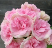 sadzonka pelargonii YuV-Danaya 