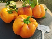 MILKY WAY nasiona Papryka Kolekcjonerska